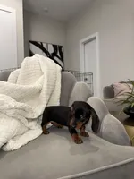 Bridget, a female Miniature Dachshund for sale in Houston, TX – Photo 9 of 9