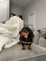 Bridget, a female Miniature Dachshund for sale in Houston, TX – Photo 1 of 9