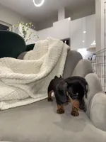 Bridget, a female Miniature Dachshund for sale in Houston, TX – Photo 4 of 9