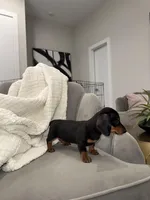 Bridget, a female Miniature Dachshund for sale in Houston, TX – Photo 6 of 9