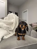 Bridget, a female Miniature Dachshund for sale in Houston, TX – Photo 2 of 9