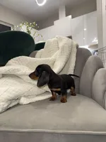 Bridget, a female Miniature Dachshund for sale in Houston, TX – Photo 5 of 9