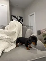 Bridget, a female Miniature Dachshund for sale in Houston, TX – Photo 7 of 9