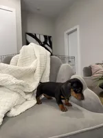 Bridget, a female Miniature Dachshund for sale in Houston, TX – Photo 8 of 9