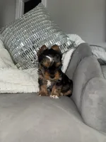 Kaleb, a male Yorkshire Terrier for sale in Houston, TX – Photo 2 of 6