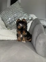 Kaleb, a male Yorkshire Terrier for sale in Houston, TX – Photo 5 of 6