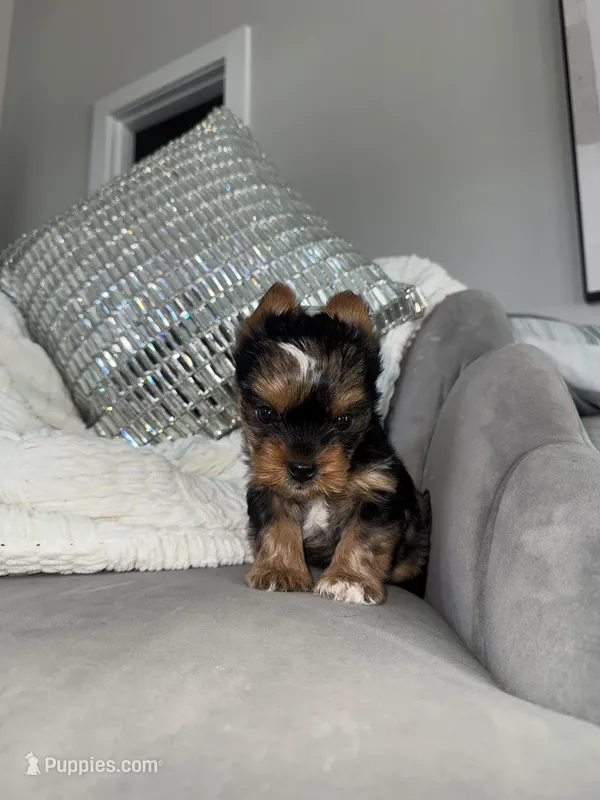 Kaleb – Yorkshire Terrier puppy for sale in Houston, TX