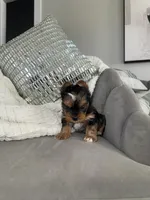 Kaleb, a male Yorkshire Terrier for sale in Houston, TX – Photo 6 of 6