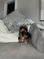 Kaleb, a male Yorkshire Terrier for sale in Houston, TX – Photo 4 of 6