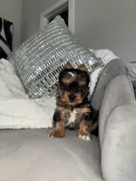 Kaleb, a male Yorkshire Terrier for sale in Houston, TX – Photo 3 of 6
