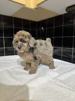 Texas, a male Poodle - Toy  for sale in Houston, TX – 7 of 9
