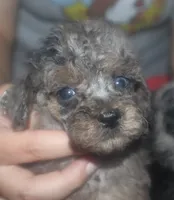 Kansas, a male Poodle - Toy  for sale in Houston, TX – 2 of 3