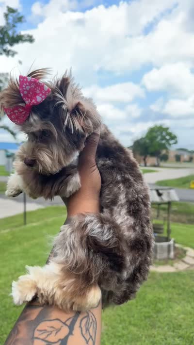 Mama, a female Yorkshire Terrier for sale in Houston, TX – 5 of 6