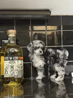 Denver, a female Poodle - Toy  for sale in Houston, TX – 2 of 10
