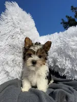 Miracle, a female Yorkshire Terrier for sale in Houston, TX – 2 of 5