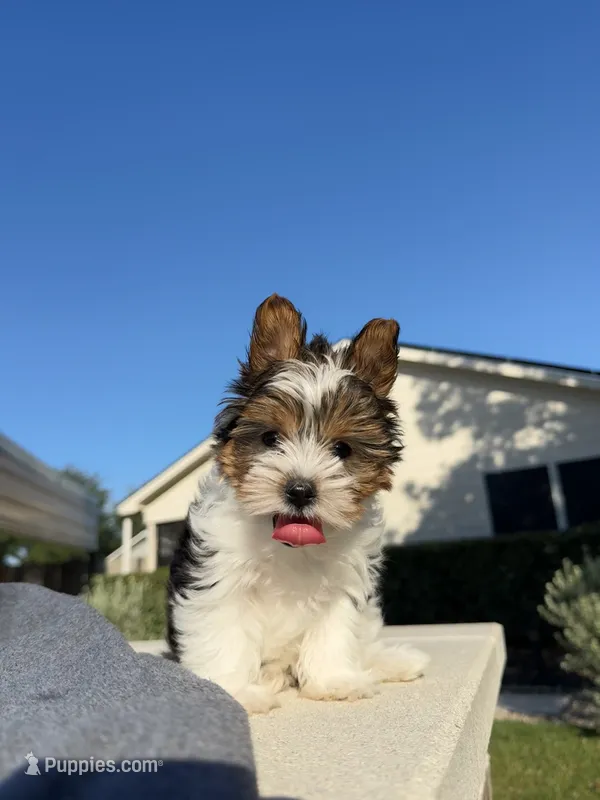 Miracle – Yorkshire Terrier puppy for sale in Houston, TX