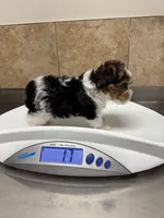 Miracle, a female Yorkshire Terrier for sale in Houston, TX – 2 of 2