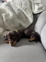 Brudus, a male Miniature Dachshund for sale in Houston, TX – Photo 2 of 6