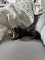 Brudus, a male Miniature Dachshund for sale in Houston, TX – Photo 5 of 6