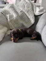 Brudus, a male Miniature Dachshund for sale in Houston, TX – Photo 6 of 6