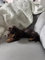 Brudus, a male Miniature Dachshund for sale in Houston, TX – Photo 3 of 6