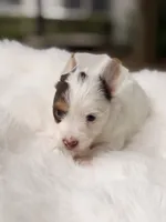 Dove, a female Yorkshire Terrier for sale in Houston, TX – 3 of 10