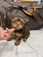 Hailey, a female Yorkshire Terrier for sale in Houston, TX – Photo 3 of 7