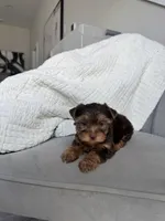 Hailey, a female Yorkshire Terrier for sale in Houston, TX – Photo 5 of 7