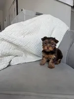 Hailey, a female Yorkshire Terrier for sale in Houston, TX – Photo 6 of 7