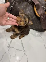 Hailey, a female Yorkshire Terrier for sale in Houston, TX – Photo 2 of 7