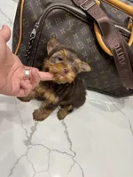 Hailey, a female Yorkshire Terrier for sale in Houston, TX – Photo 4 of 7