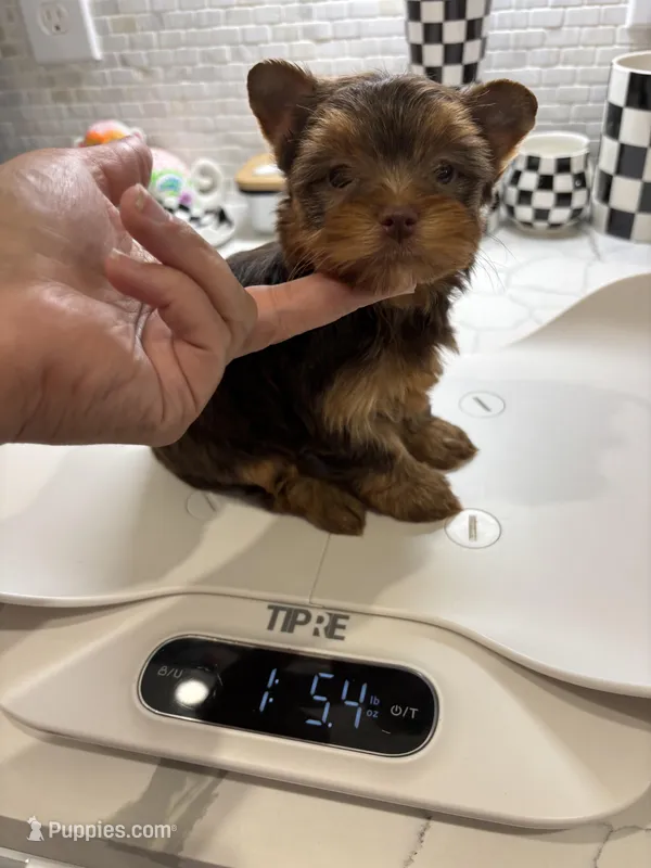 Hailey – Yorkshire Terrier puppy for sale in Houston, TX