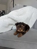 Hailey, a female Yorkshire Terrier for sale in Houston, TX – Photo 7 of 7