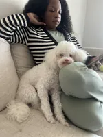 Bruce, a male Poodle - Miniature  for sale in Houston, TX – Photo 8 of 10