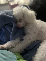 Bruce, a male Poodle - Miniature  for sale in Houston, TX – Photo 9 of 10