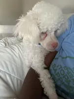 Bruce, a male Poodle - Miniature  for sale in Houston, TX – Photo 4 of 10