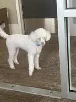 Bruce, a male Poodle - Miniature  for sale in Houston, TX – Photo 3 of 10