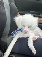 Bruce, a male Poodle - Miniature  for sale in Houston, TX – Photo 7 of 10