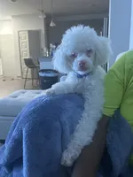 Bruce, a male Poodle - Miniature  for sale in Houston, TX – Photo 2 of 10