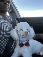 Bruce, a male Poodle - Miniature  for sale in Houston, TX – Photo 5 of 10