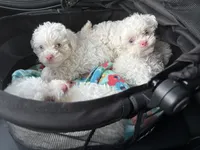 Bruce, a male Poodle - Miniature  for sale in Houston, TX – Photo 10 of 10