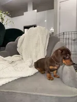 Brazil, a female Miniature Dachshund for sale in Houston, TX – Photo 1 of 4