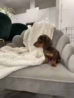 Brazil, a female Miniature Dachshund for sale in Houston, TX – Photo 3 of 4