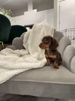 Brazil, a female Miniature Dachshund for sale in Houston, TX – Photo 4 of 4