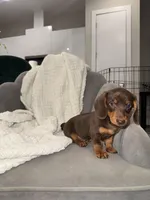 Brazil, a female Miniature Dachshund for sale in Houston, TX – Photo 2 of 4