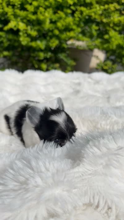 Gia, a female Yorkshire Terrier for sale in Houston, TX – 2 of 3