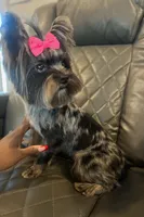 Dior, a female Yorkshire Terrier for sale in Houston, TX – 1 of 5
