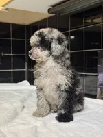 Denver, a female Poodle - Toy  for sale in Houston, TX – 9 of 10