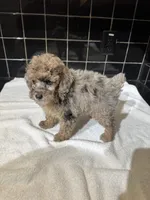 Texas, a male Poodle - Toy  for sale in Houston, TX – 1 of 9
