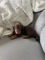 Bruce, a male Miniature Dachshund for sale in Houston, TX – Photo 5 of 7